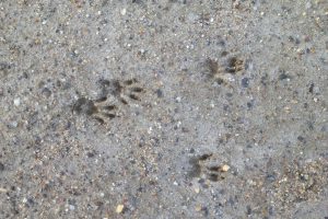 Squirrel tracks