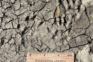 Groundhog or Woodchuck, tracking, tracks and signs, trailing