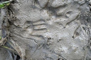 opossum tracks