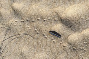 vole tracks