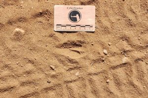 steenbok tracks