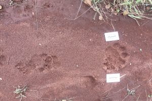 African lions, spotted hyena tracks