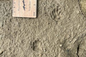 striped skunk tracks