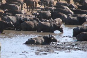 African Cape buffalo herd behaviour behavior