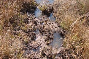 hippo tracks