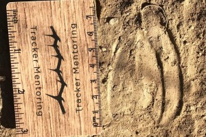 kudu tracks