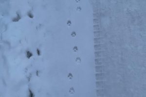 domestic dog tracks