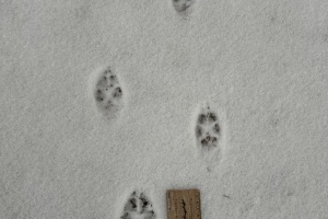 Red fox tracks