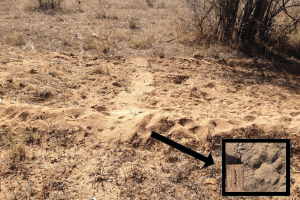 leopard tracks and signs