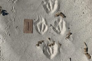 penguin tracks