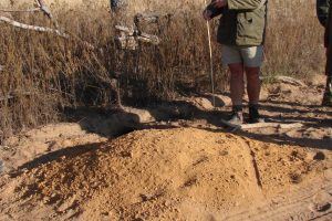 African rock python, aardvark tracks and signs