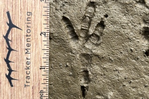 American Crow track