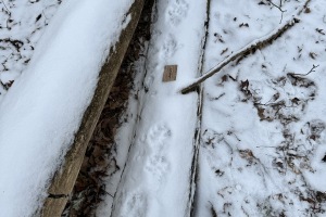 American fisher tracks