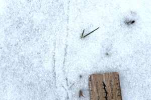 American robin, tracks