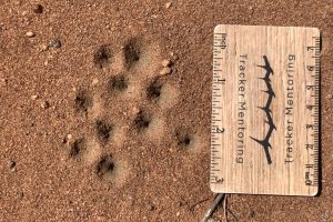 antlion pitfall traps, signs