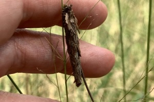 caterpillar signs