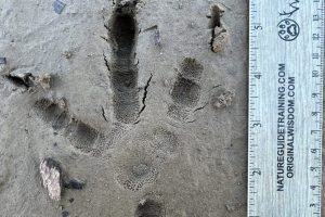 Bird tracks, Bald eagle