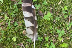 Bird feathers, owl signs