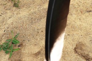 bird feathers, black stork signs