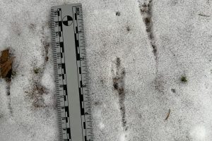 Blue jay tracks