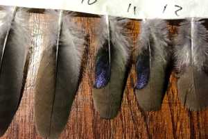 Blue spotted wood dove feathers, signs