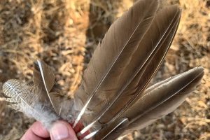 Bird feathers, crested francolin signs