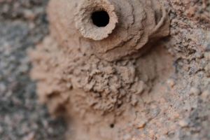 Delta wasp mud nest, signs