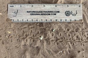 Dung beetle tracks