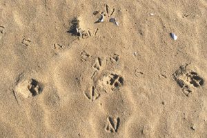 coyote tracks, gull tracks