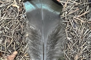 turkey sign ,bird feathers