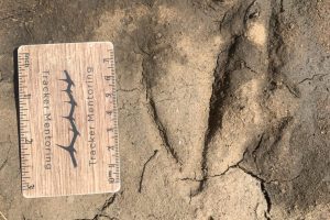 Egyptian goose track