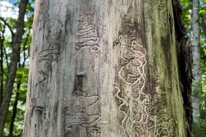 Emerald ash borer beetle signs