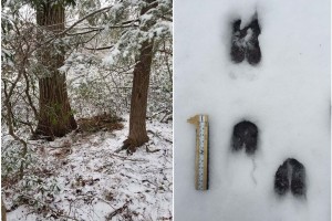 European Fallow deer tracks and signs