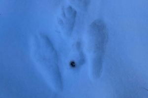 European Hare tracks and signs