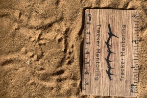 Frog or toad tracks with body print