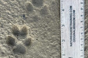 Grey (gray) fox tracks