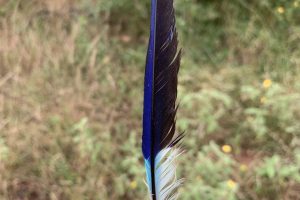 bird feathers, lilac-breasted roller signs