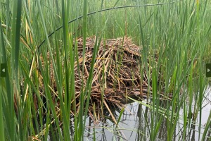 muskrat signs