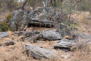 Namaqua Rock Mouse signs