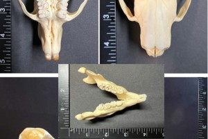 North American porcupine skull and mandible, signs