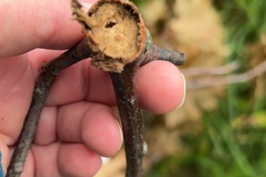 Oak Twig Pruner signs