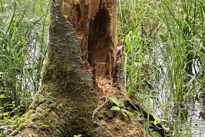 Pileated woodpecker signs