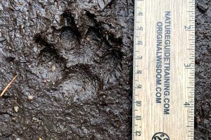 raccoon dog tracks