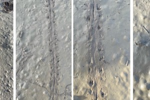 salamander tracks