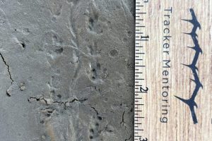 salamander tracks