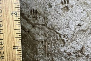 Peromyscus tracks