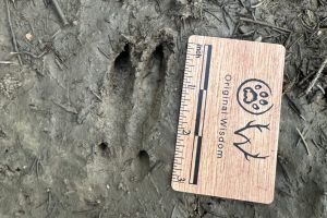 Whitetail deer track