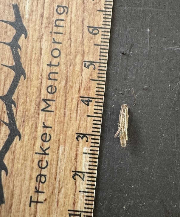 bagworm northwest Pennsylvania, USA, North America, invert track and sign identification