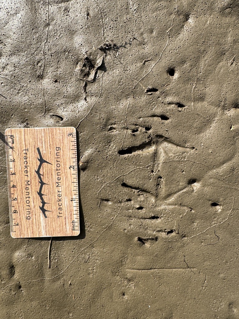 bullfrog tracks, central Ohio, USA, North America, Amphibian track and sign identification