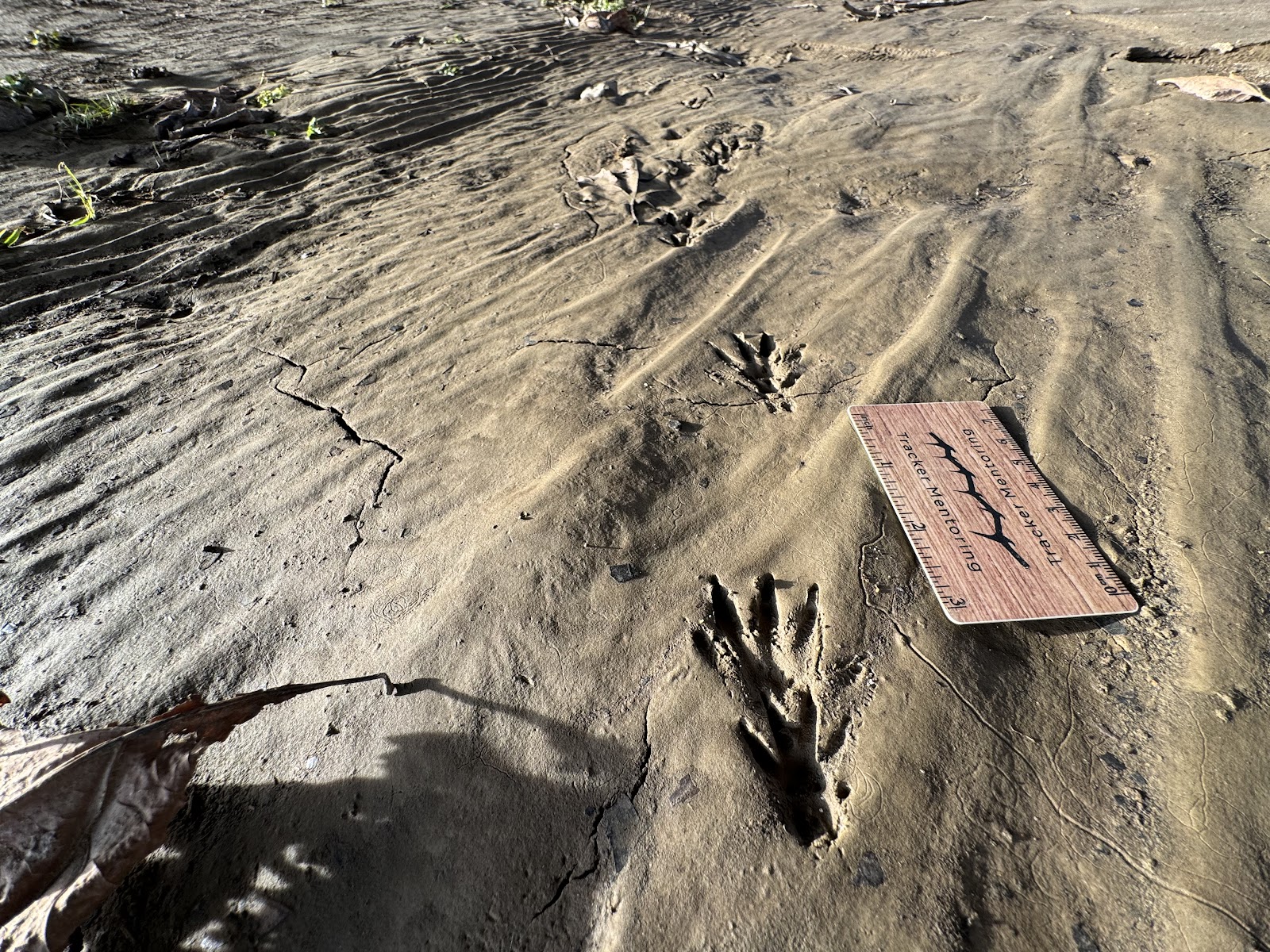 muskrat tracks, mammal tracks, Ohio, USA, North America